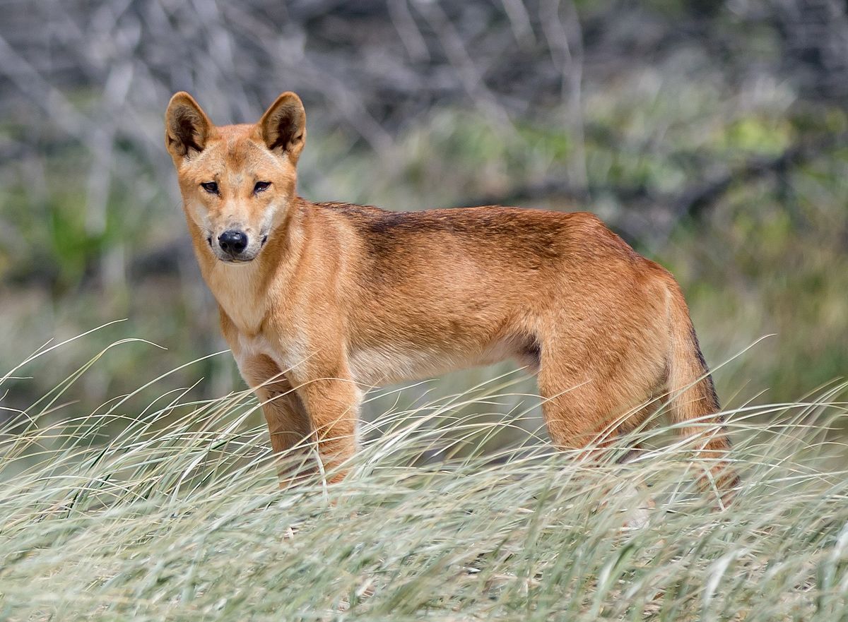 A small wild Dingo.