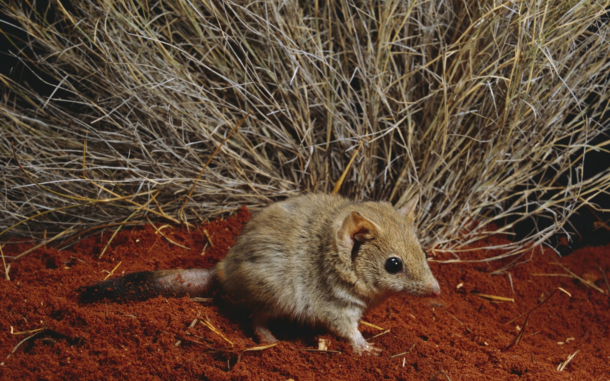A small Mulgara standing in orange sand.