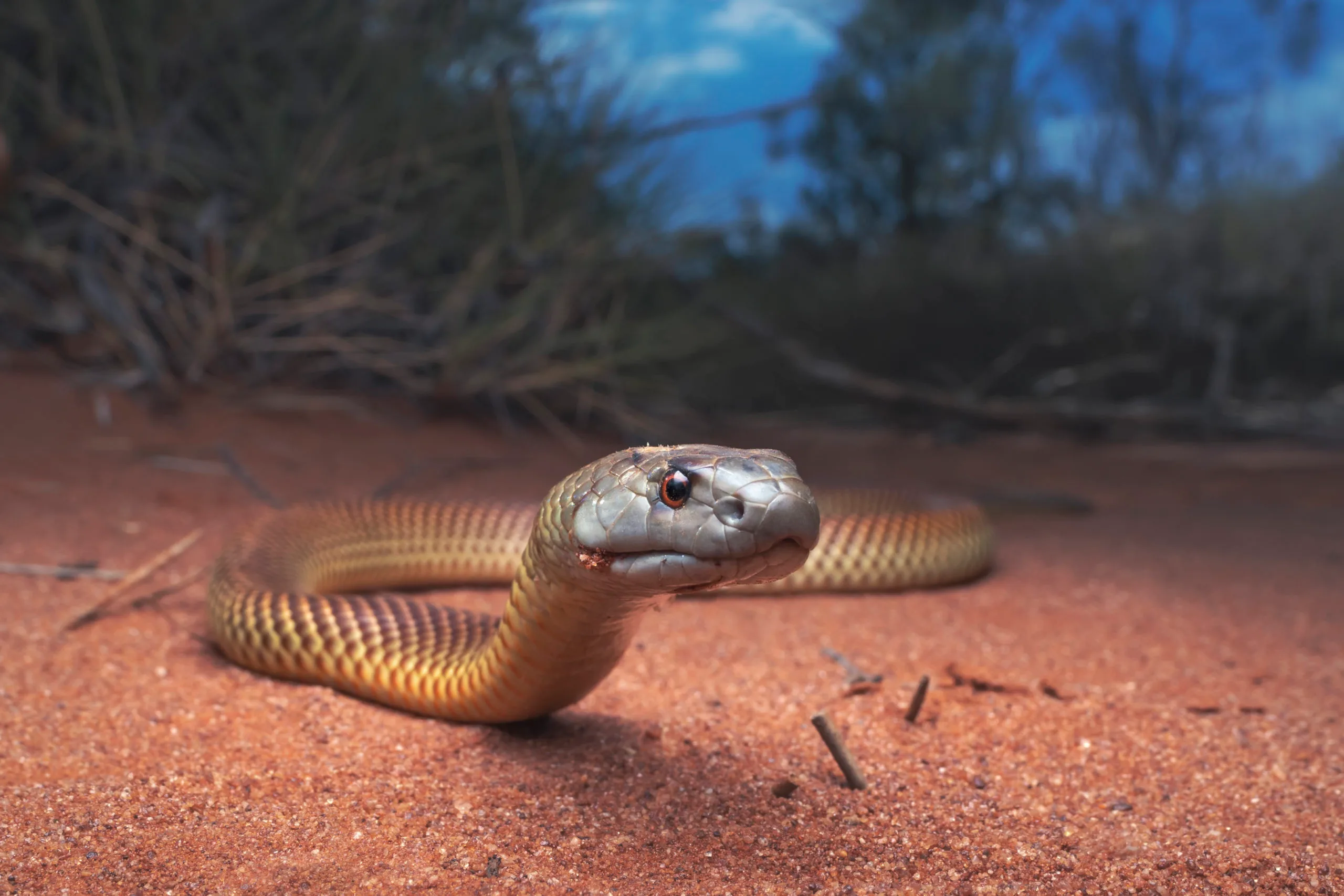 Snake crawling on orange sand in Australian desert