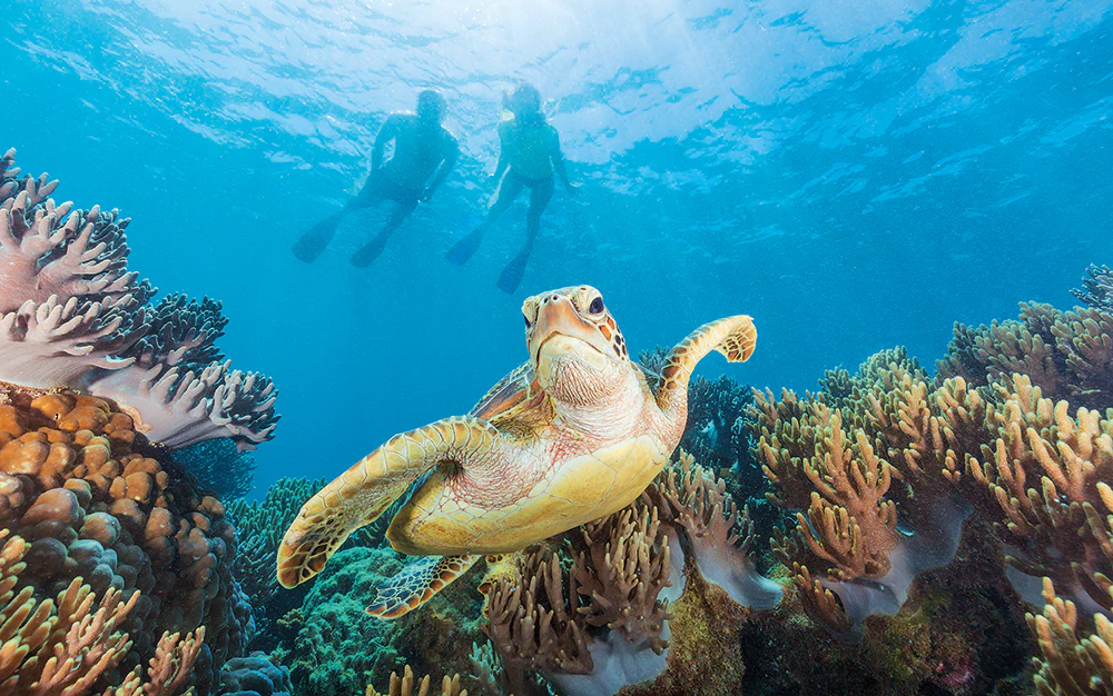 A small yellow turtle swimming in a coral reef.